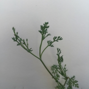 Daucus glochidiatus at Bungendore, NSW - 21 Nov 2015 04:25 PM