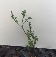 Daucus glochidiatus at Bungendore, NSW - 21 Nov 2015 04:25 PM