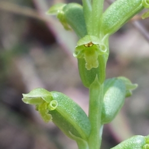 Microtis unifolia at Point 73 - suppressed