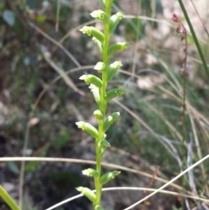 Microtis unifolia at Point 73 - suppressed