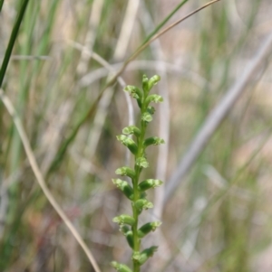 Microtis unifolia at Point 73 - suppressed