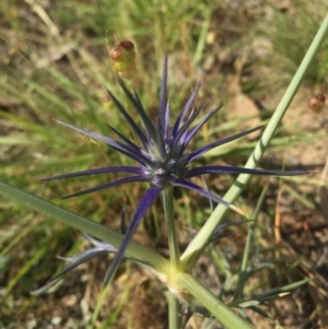 Eryngium ovinum at Gungahlin, ACT - 21 Nov 2015