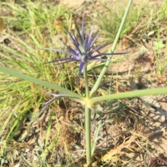 Eryngium ovinum at Gungahlin, ACT - 21 Nov 2015