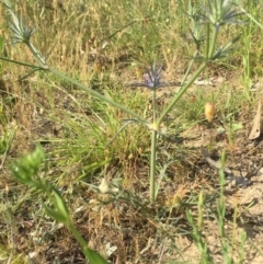 Eryngium ovinum at Gungahlin, ACT - 21 Nov 2015 04:50 PM