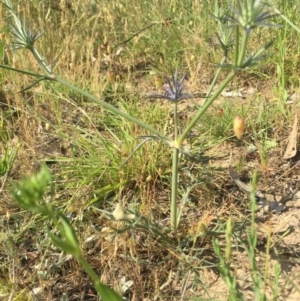 Eryngium ovinum at Gungahlin, ACT - 21 Nov 2015