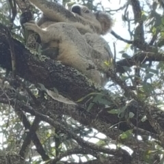 Phascolarctos cinereus (Koala) at Mount Mort, QLD - 16 Nov 2015 by OldHiddenValeStation