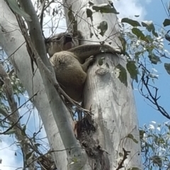 Phascolarctos cinereus (Koala) at Mount Mort, QLD - 16 Nov 2015 by OldHiddenValeStation