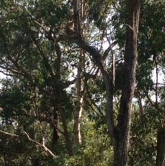 Phascolarctos cinereus (Koala) at - 20 Nov 2015 by Trustmarg