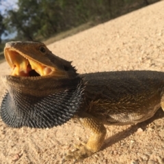 Pogona barbata (Eastern Bearded Dragon) at Forde, ACT - 21 Nov 2015 by AaronClausen