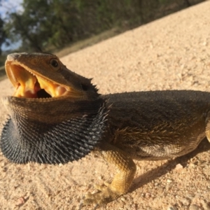 Pogona barbata at Forde, ACT - suppressed