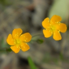 Hypericum gramineum (Small St Johns Wort) at Fadden, ACT - 20 Nov 2015 by RyuCallaway