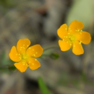 Hypericum gramineum (Small St Johns Wort) at Fadden, ACT - 20 Nov 2015 by RyuCallaway