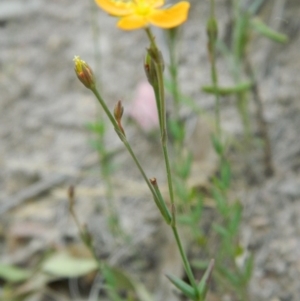 Hypericum gramineum at Fadden, ACT - 21 Nov 2015