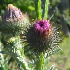 Onopordum acanthium (Scotch Thistle) at Fadden, ACT - 20 Nov 2015 by RyuCallaway