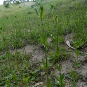 Centaurium erythraea at Fadden, ACT - 21 Nov 2015