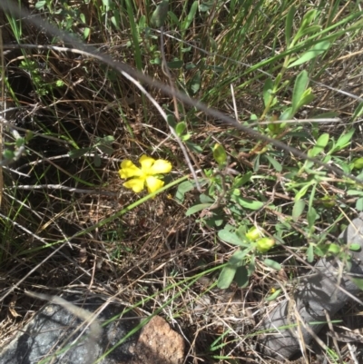 Hibbertia obtusifolia (Grey Guinea-flower) at Molonglo River Reserve - 21 Nov 2015 by jackfrench