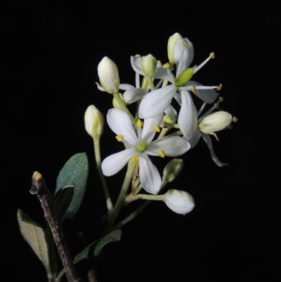Bursaria spinosa (Native Blackthorn, Sweet Bursaria) at Calwell, ACT - 7 Nov 2015 by michaelb