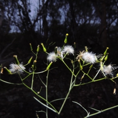 Senecio quadridentatus (Cotton Fireweed) at Calwell, ACT - 7 Nov 2015 by michaelb