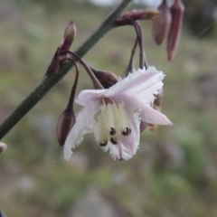 Arthropodium milleflorum (Vanilla Lily) at Calwell, ACT - 7 Nov 2015 by michaelb