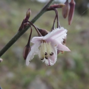 Arthropodium milleflorum at Calwell, ACT - 7 Nov 2015 06:53 PM