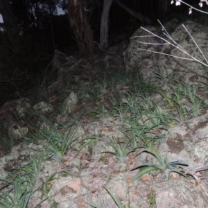 Arthropodium milleflorum at Calwell, ACT - 7 Nov 2015 06:53 PM