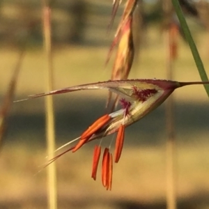 Rytidosperma pallidum at Googong, NSW - 22 Nov 2015