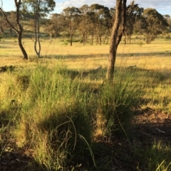 Rytidosperma pallidum at Googong, NSW - 22 Nov 2015 10:47 AM