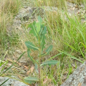 Lactuca serriola f. serriola at Hume, ACT - 22 Nov 2015 10:30 AM