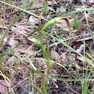 Diuris sp. at Point 4081 - suppressed