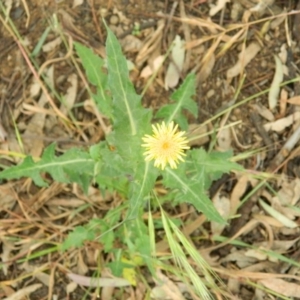 Sonchus oleraceus at Hume, ACT - 22 Nov 2015 10:05 AM