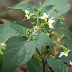 Solanum nigrum (Black Nightshade) at Hume, ACT - 21 Nov 2015 by RyuCallaway