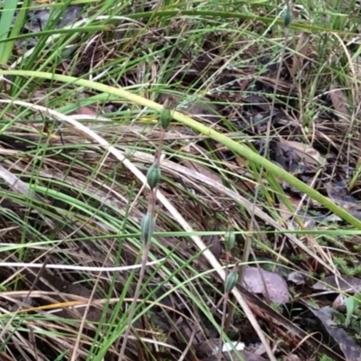 Thelymitra sp. (A Sun Orchid) at Aranda, ACT - 14 Nov 2015 by catherine.gilbert