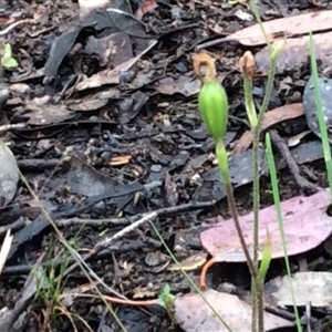 Caladenia sp. at Point 4081 - suppressed