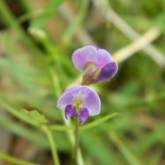 Glycine tabacina (Variable Glycine) at Hume, ACT - 21 Nov 2015 by ArcherCallaway