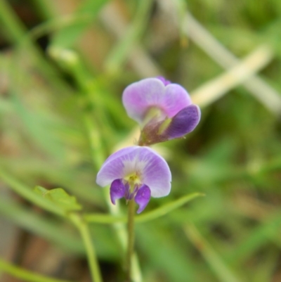 Glycine tabacina (Variable Glycine) at Hume, ACT - 22 Nov 2015 by ArcherCallaway