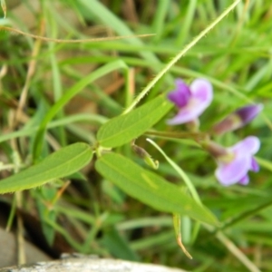 Glycine tabacina at Hume, ACT - 22 Nov 2015 10:14 AM