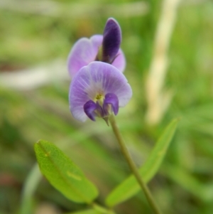 Glycine tabacina at Hume, ACT - 22 Nov 2015 10:14 AM