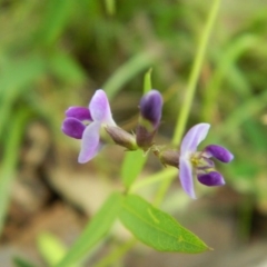 Glycine tabacina at Hume, ACT - 22 Nov 2015 10:14 AM