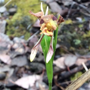 Diuris sp. at Point 4081 - suppressed