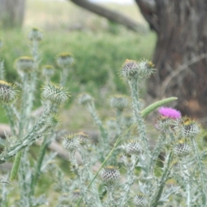 Onopordum acanthium at Hume, ACT - 22 Nov 2015