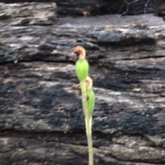 Caladenia sp. (A Caladenia) at Aranda, ACT - 14 Nov 2015 by catherine.gilbert