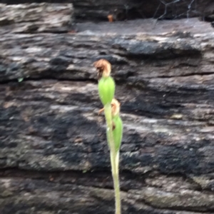 Caladenia sp. at Point 4081 - suppressed