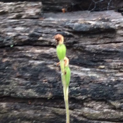 Caladenia sp. (A Caladenia) at Point 4081 - 14 Nov 2015 by catherine.gilbert