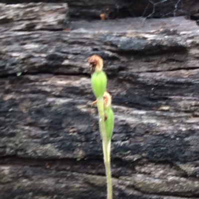 Caladenia sp. (A Caladenia) at Aranda, ACT - 14 Nov 2015 by catherine.gilbert