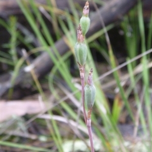 Thelymitra sp. at Point 4081 - suppressed