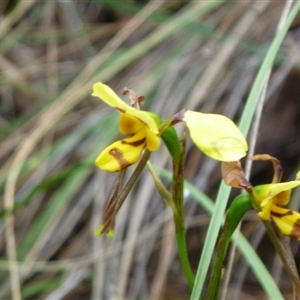 Diuris sulphurea at Point 4010 - suppressed