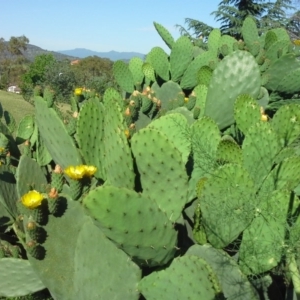 Opuntia ficus-indica at O'Malley, ACT - 20 Nov 2015 09:01 AM