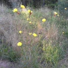 Oenothera stricta subsp. stricta (Common Evening Primrose) at Isaacs, ACT - 21 Nov 2015 by Mike