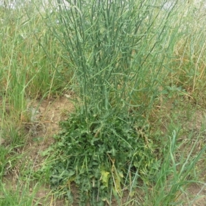 Chondrilla juncea at Garran, ACT - 22 Nov 2015