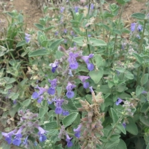 Nepeta cataria at Garran, ACT - 22 Nov 2015